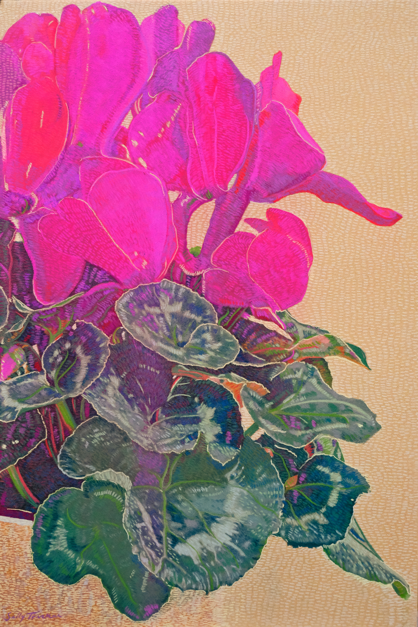 Cyclamen Glow