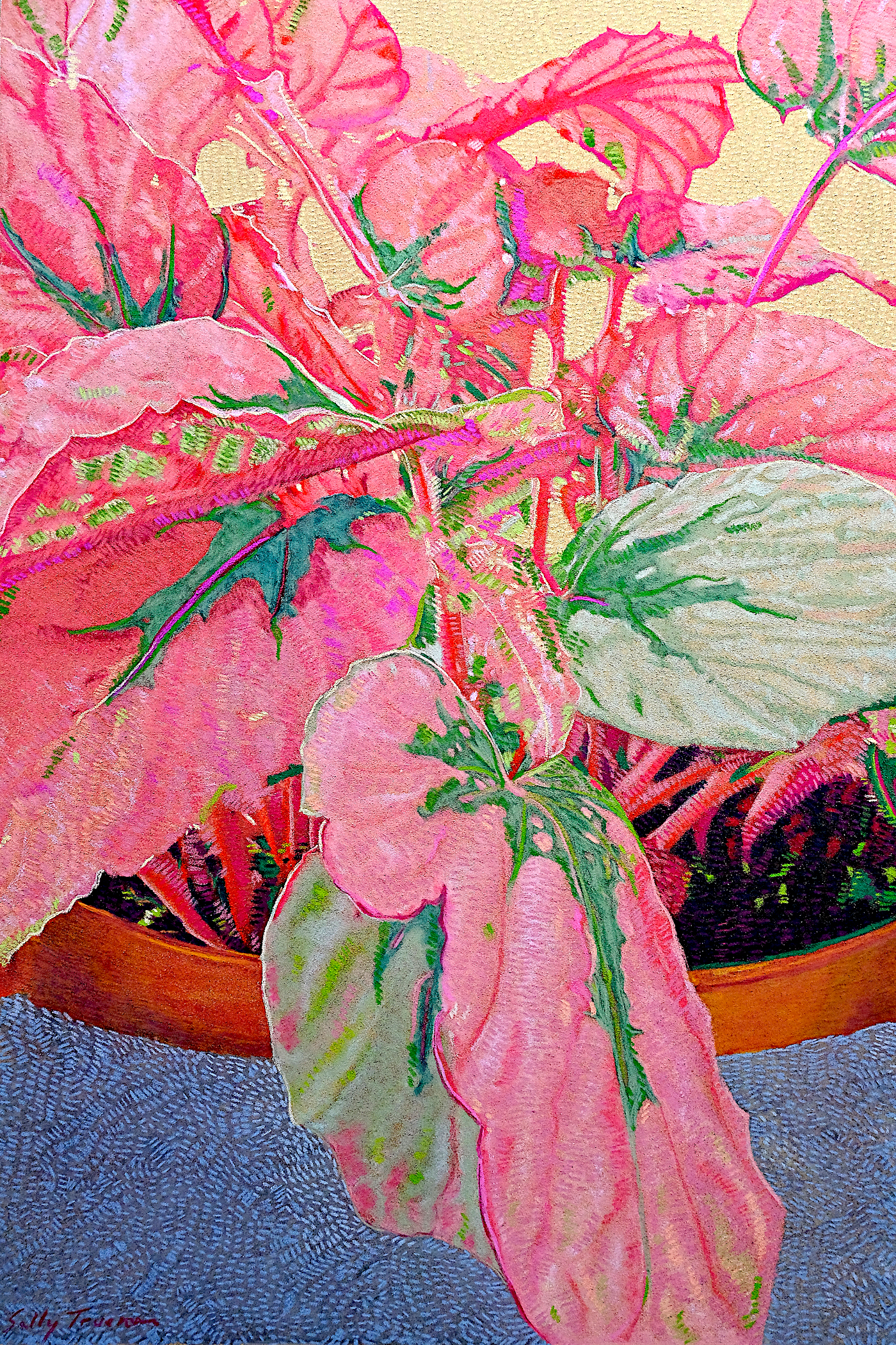 Red Begonia