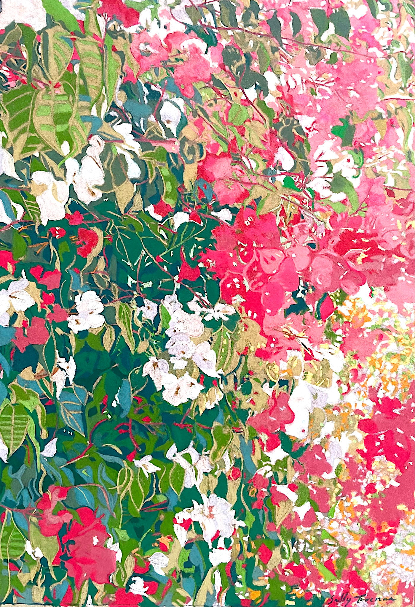 Crimson and Ivory Bougainvillea