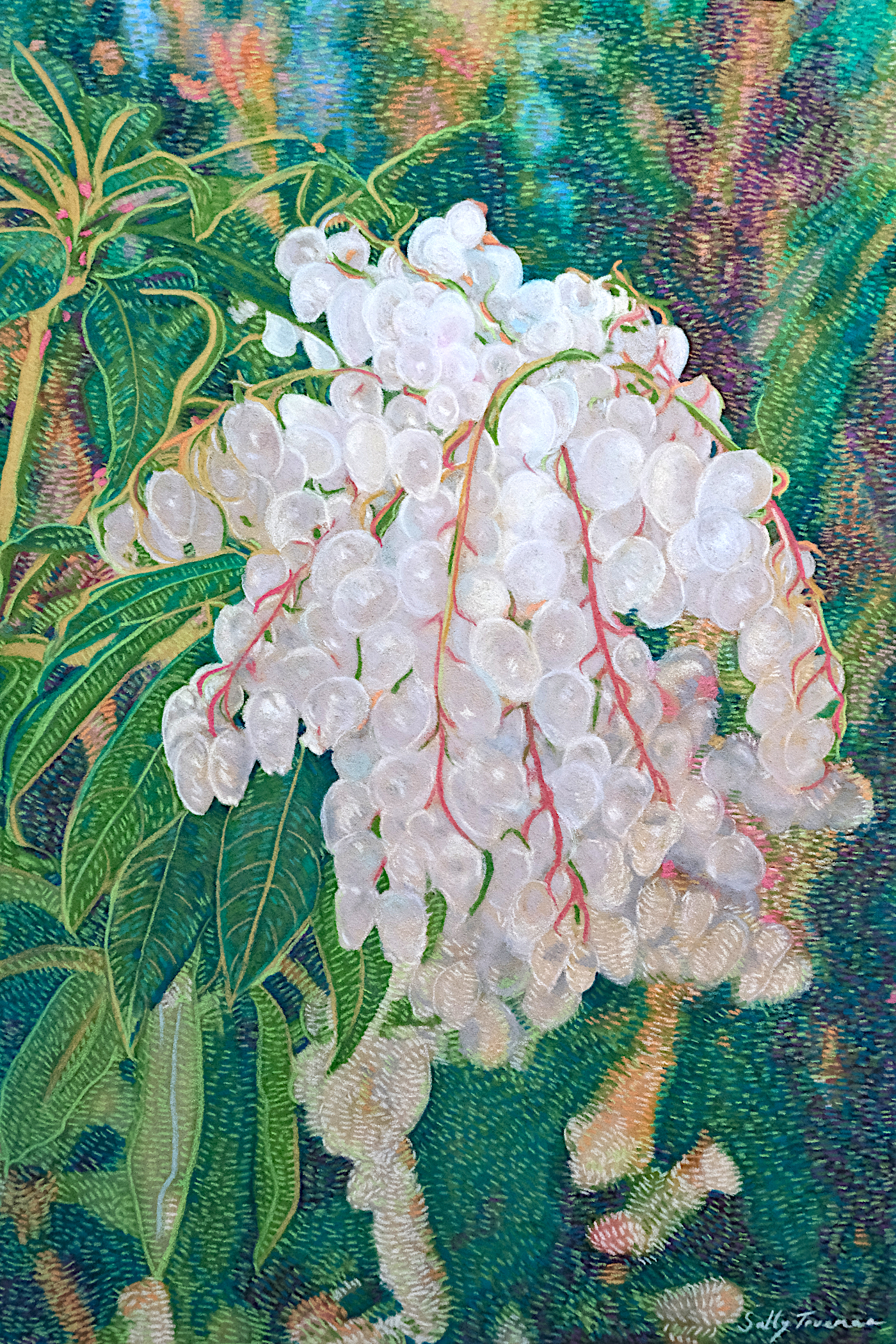 Pieris Forest Flame