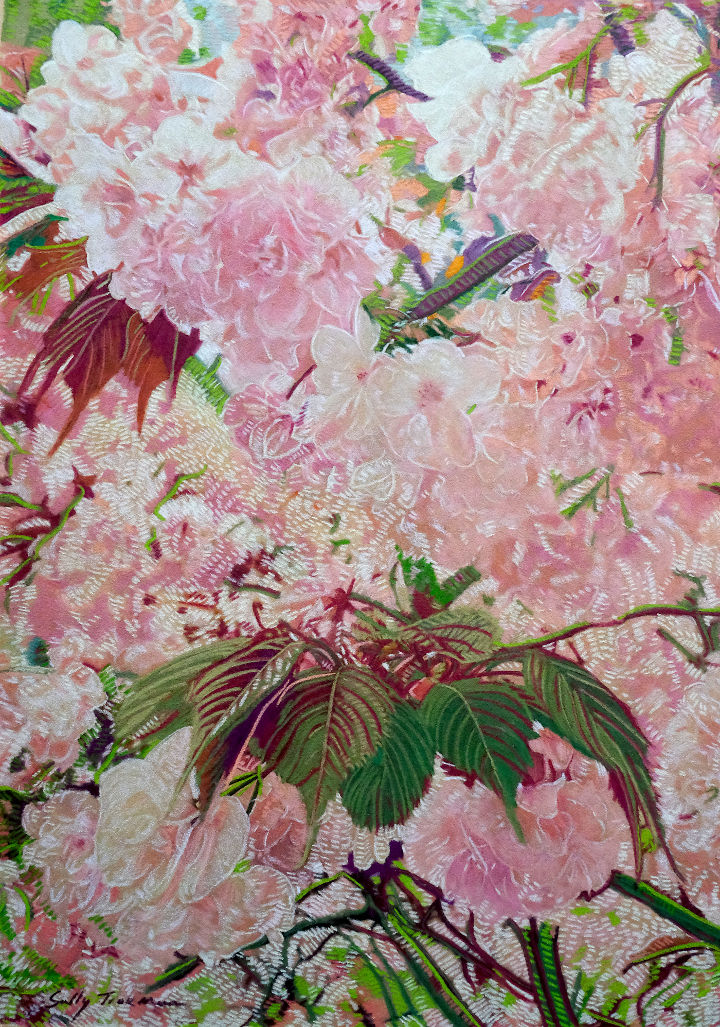 Cherry Blossom