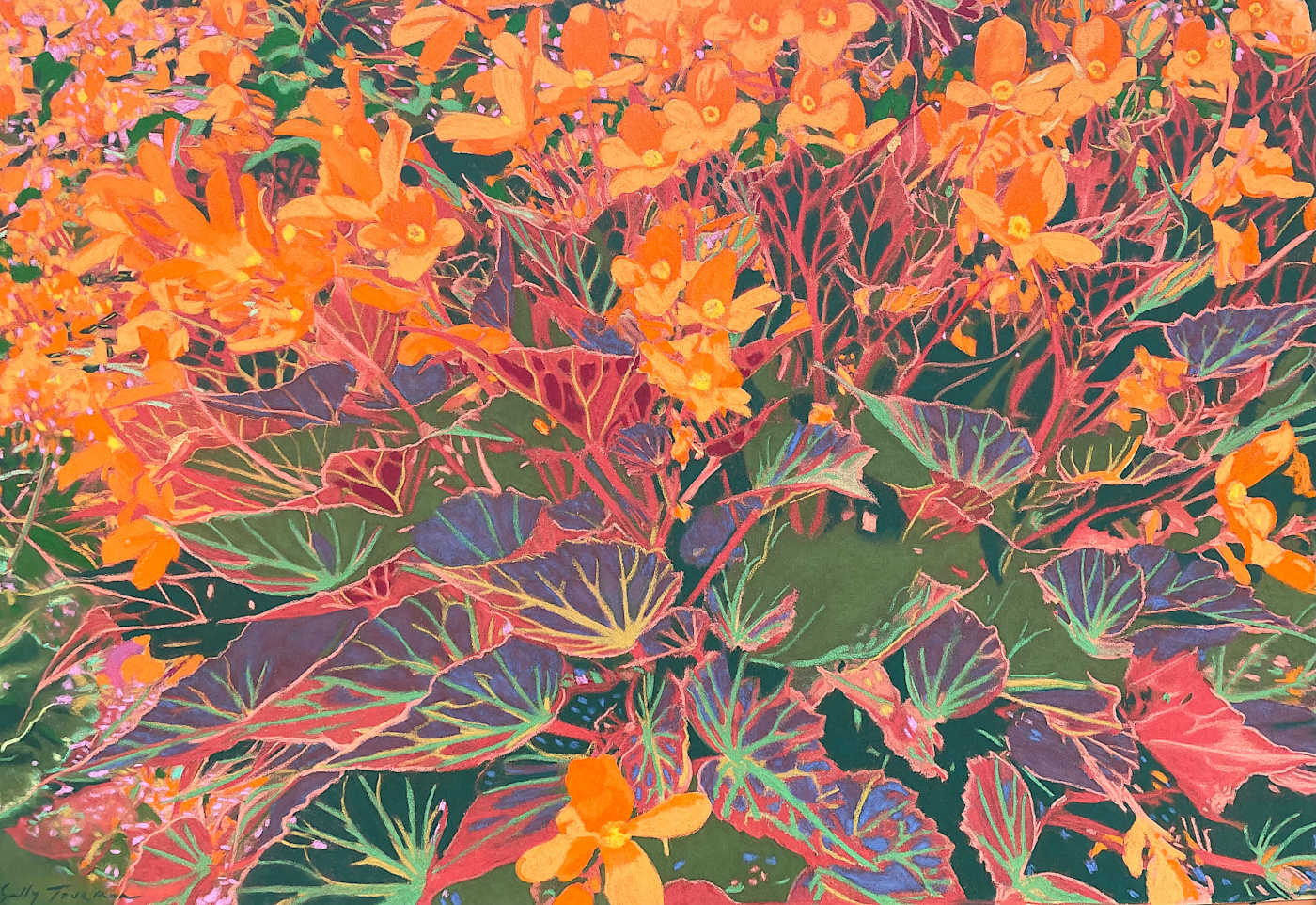 Orange Begonias